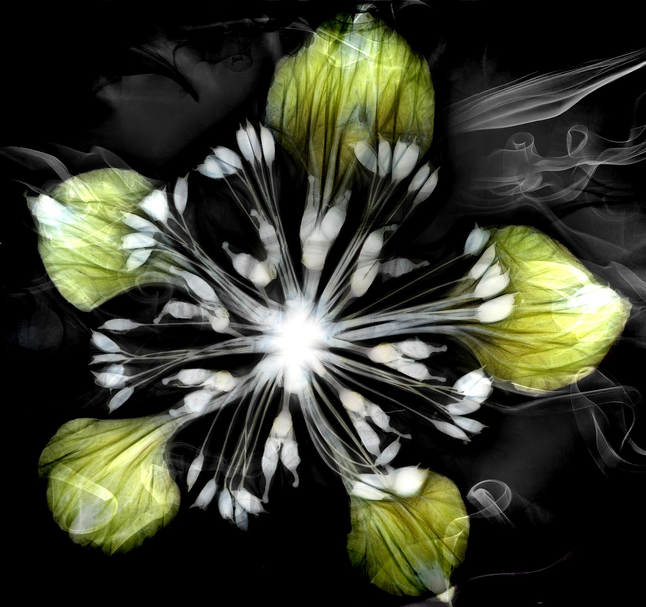 artwork dry flowers combine free photo