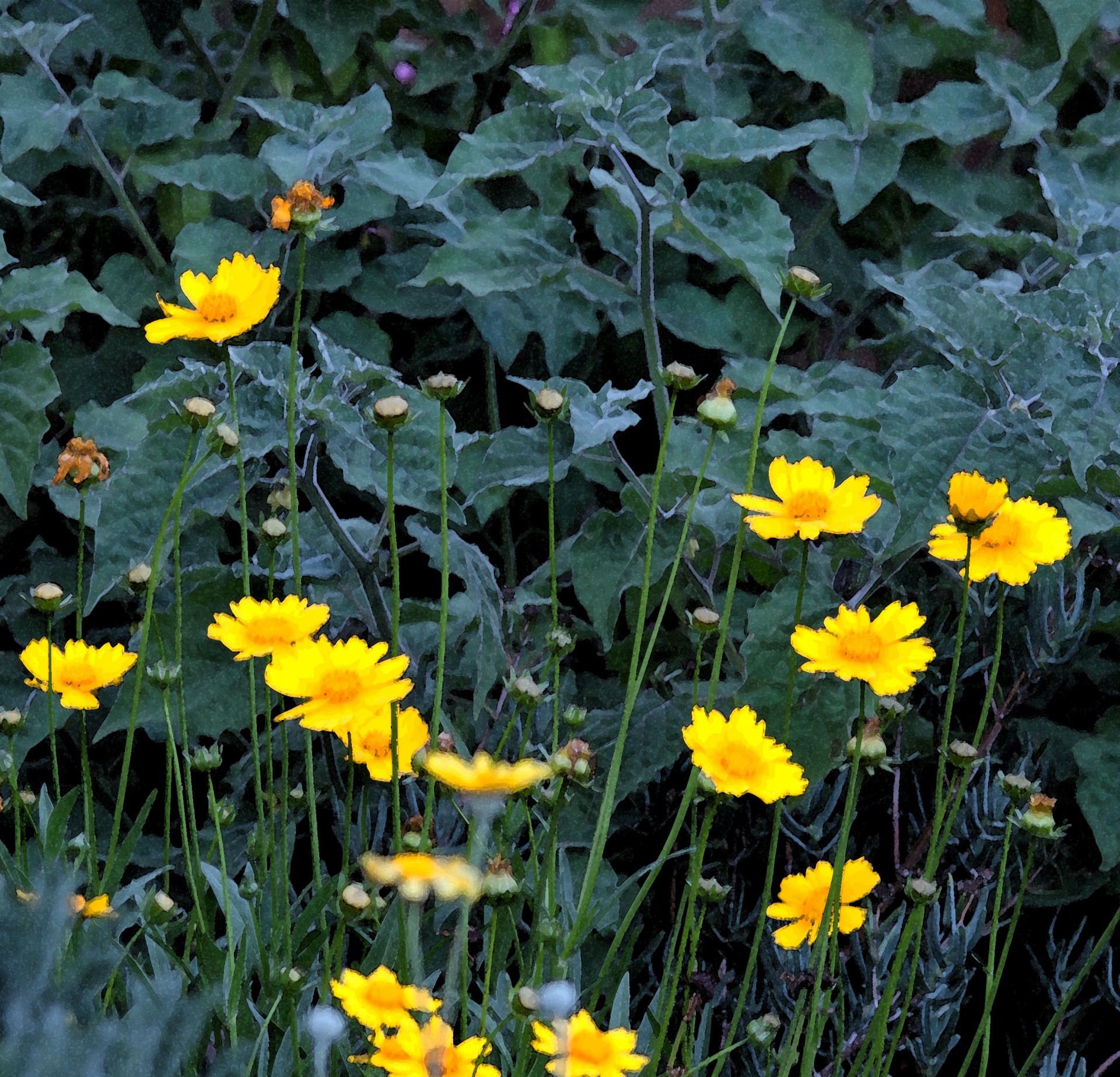 garden flowers daisies free photo