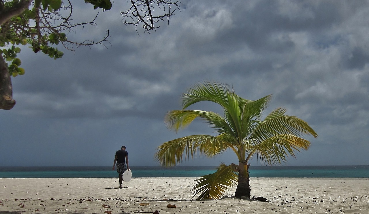 aruba palm tree surfer free photo