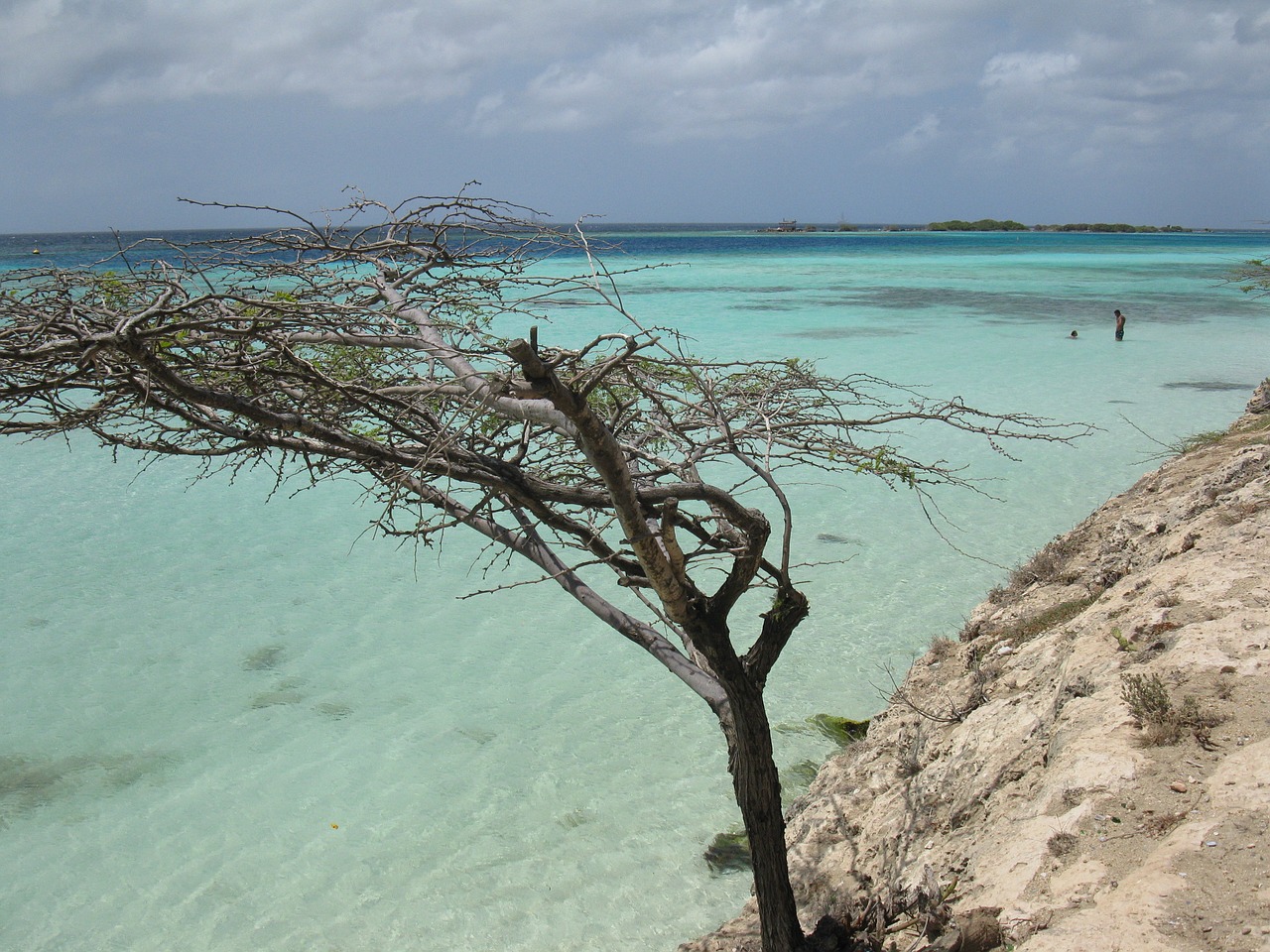 aruba tree beach free photo