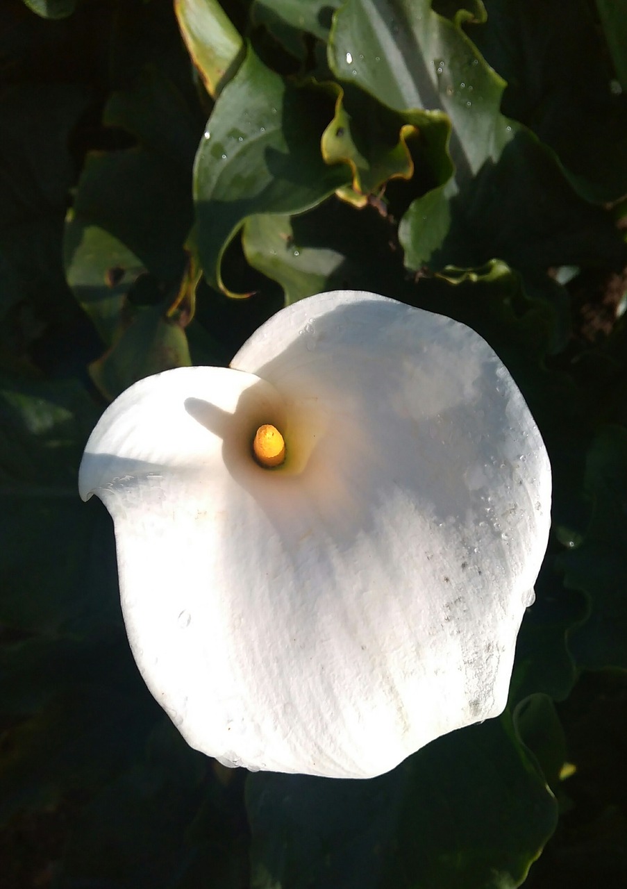 arum flower white free photo
