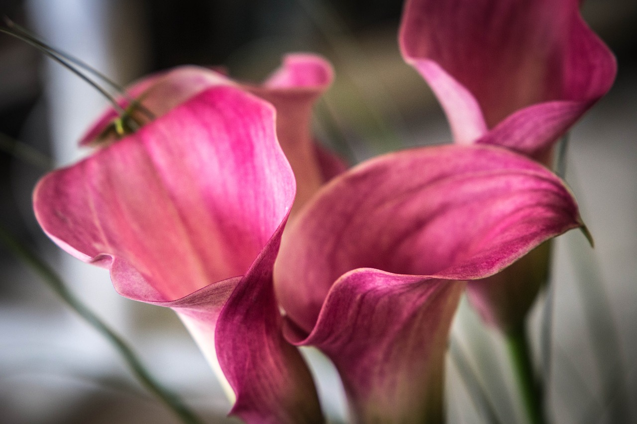 arum  flower  nature free photo