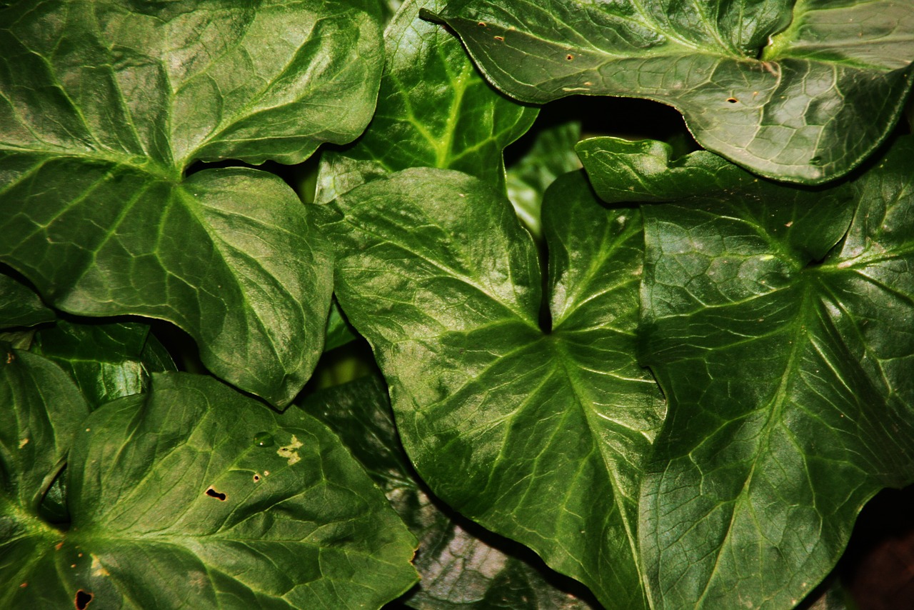 arum plant leaf free photo
