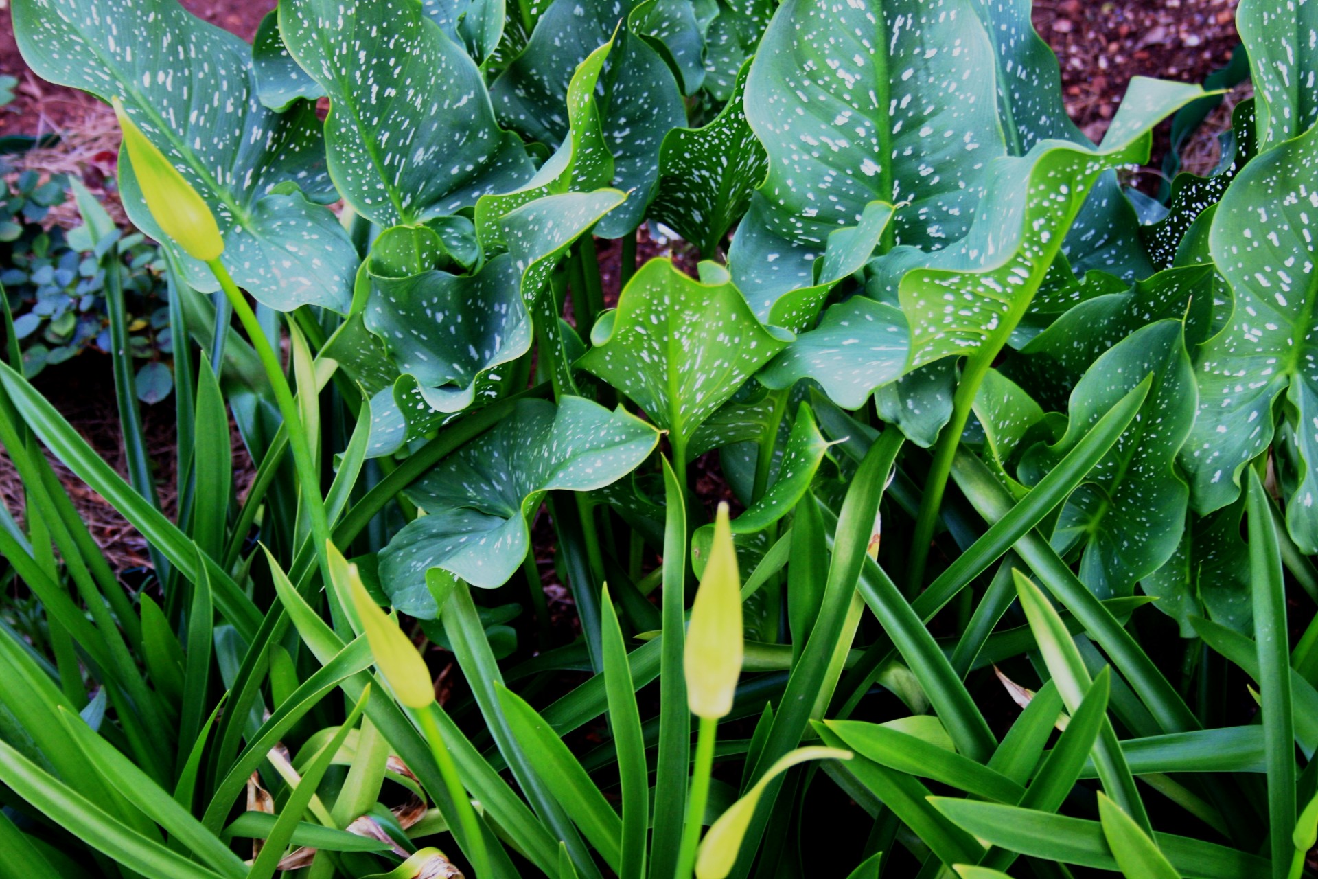 arum lily cally lily free photo