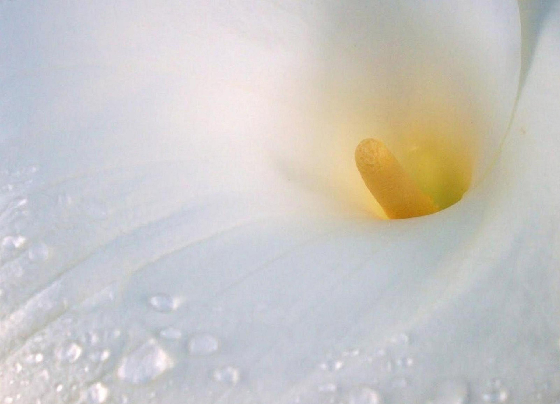 lily arum lily background free photo