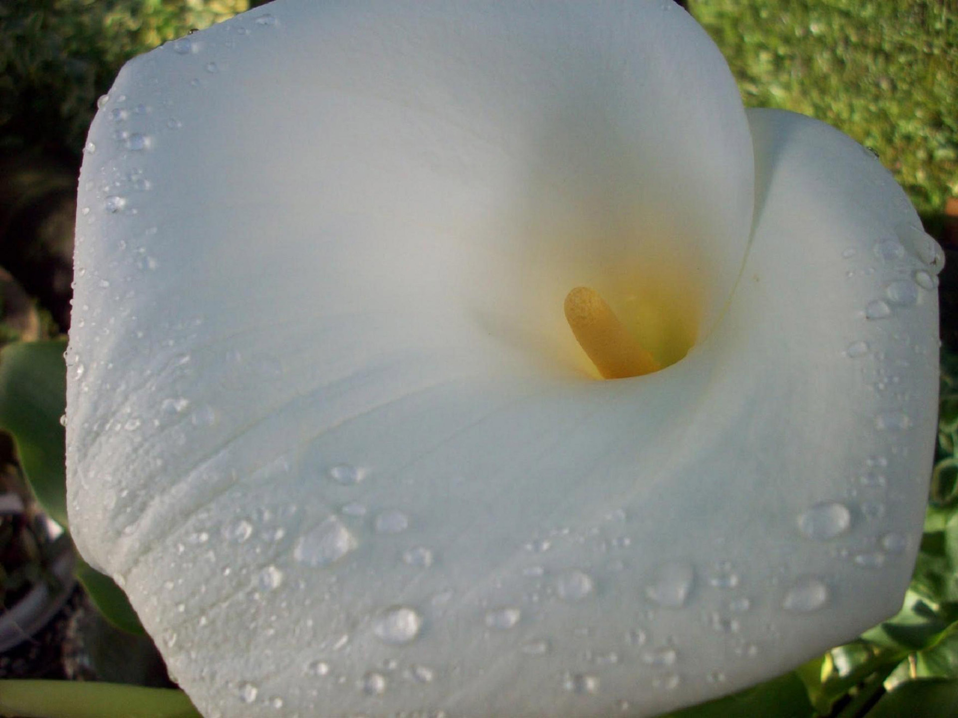 arum lily white lily plant free photo