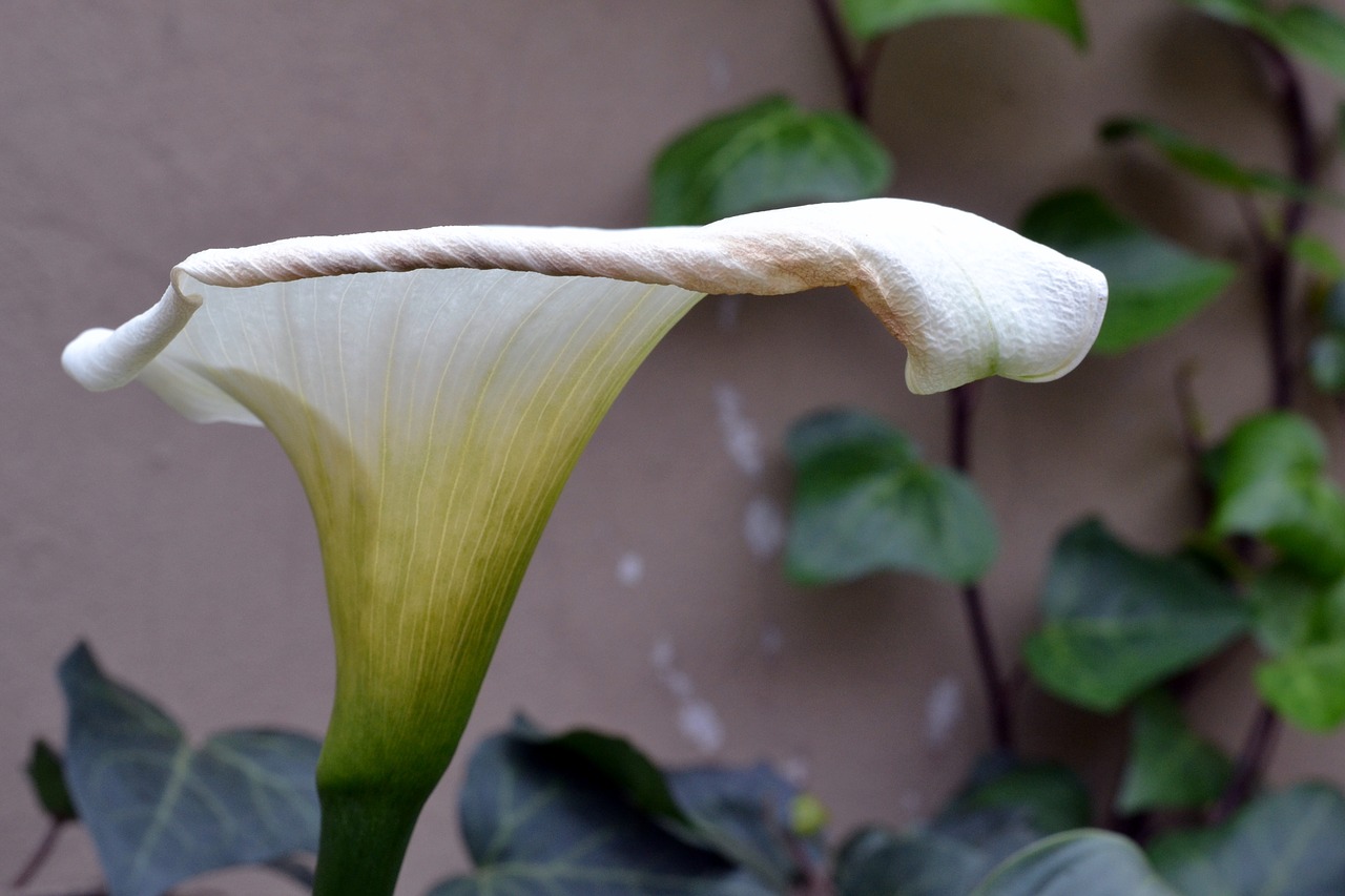 arum lily white flower cultivation free photo