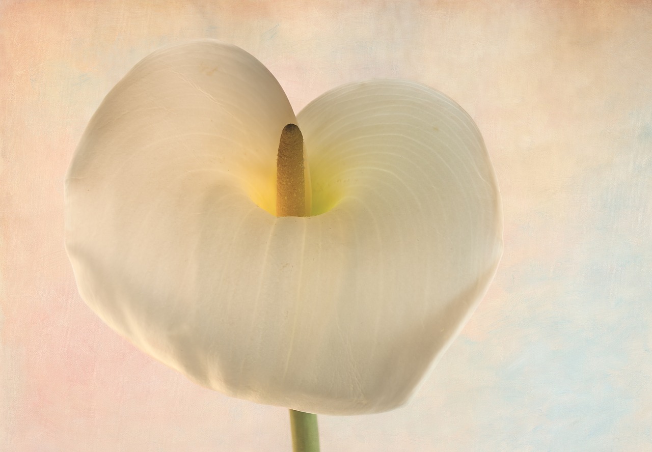arum lily lily flower free photo