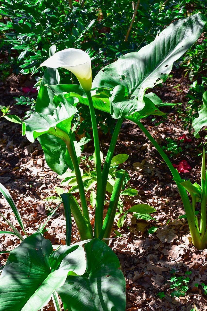 arum lily  green  plant free photo