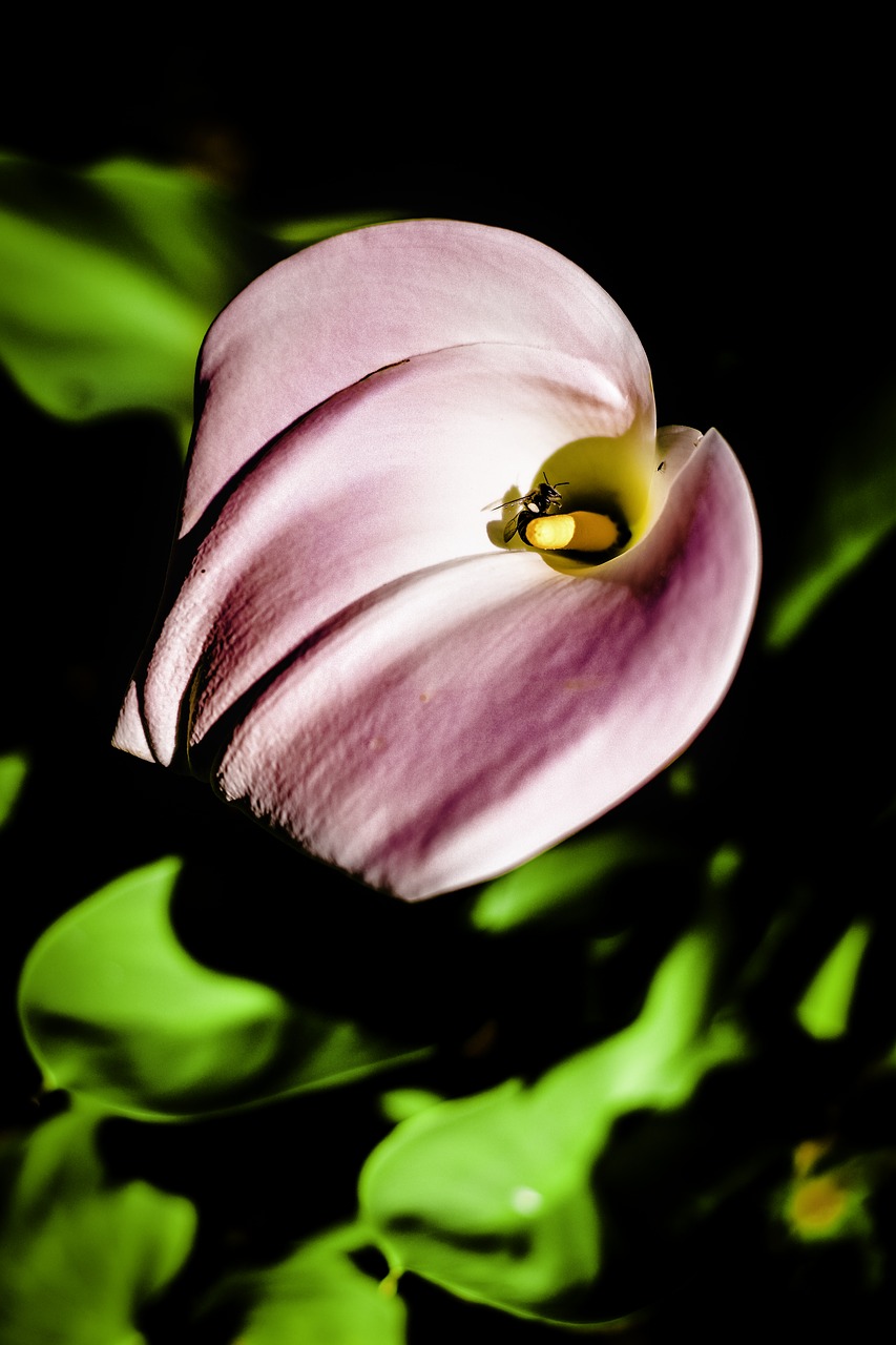 arum lily  bee  insect free photo