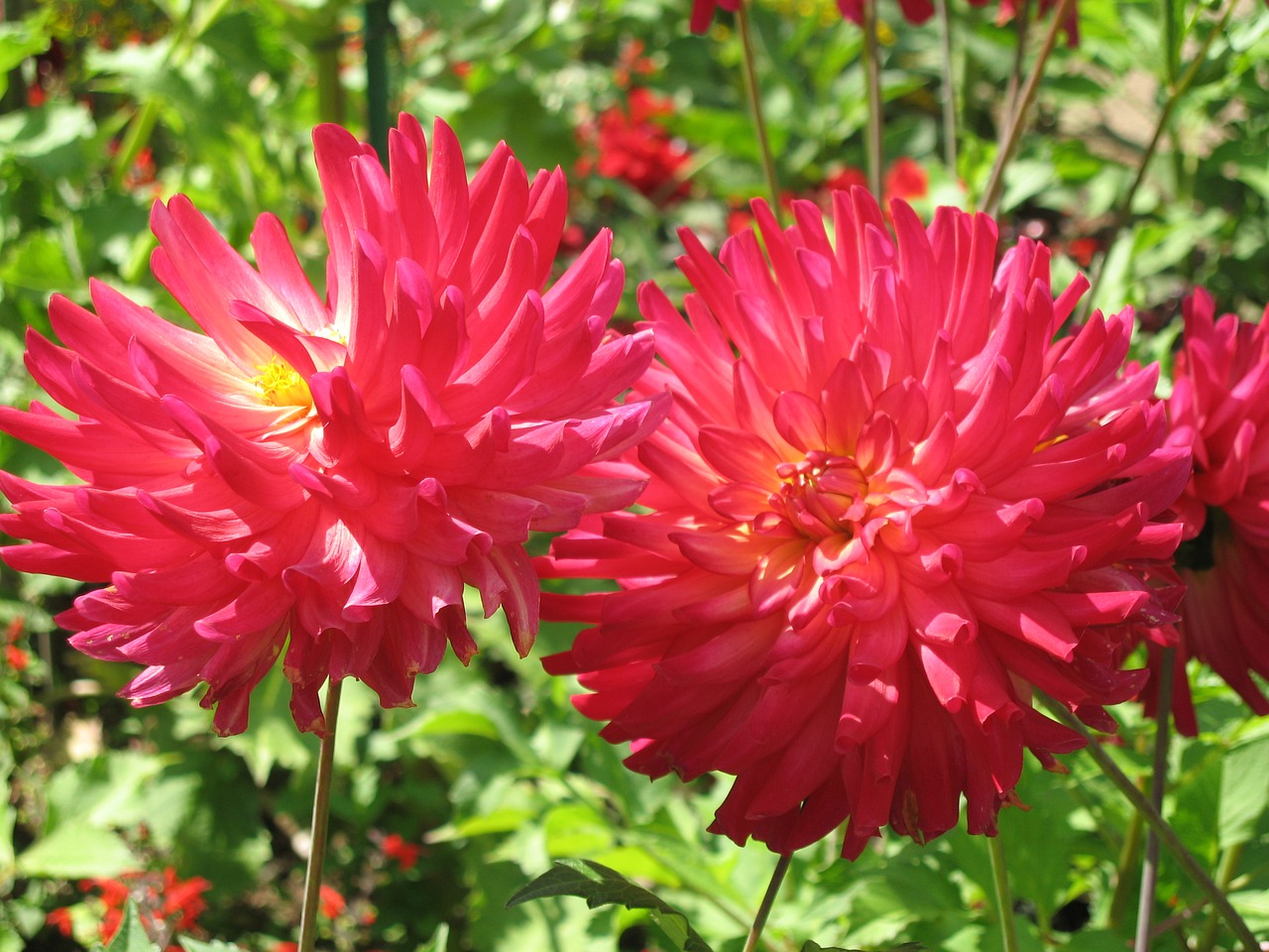 as lien red flower garden free photo