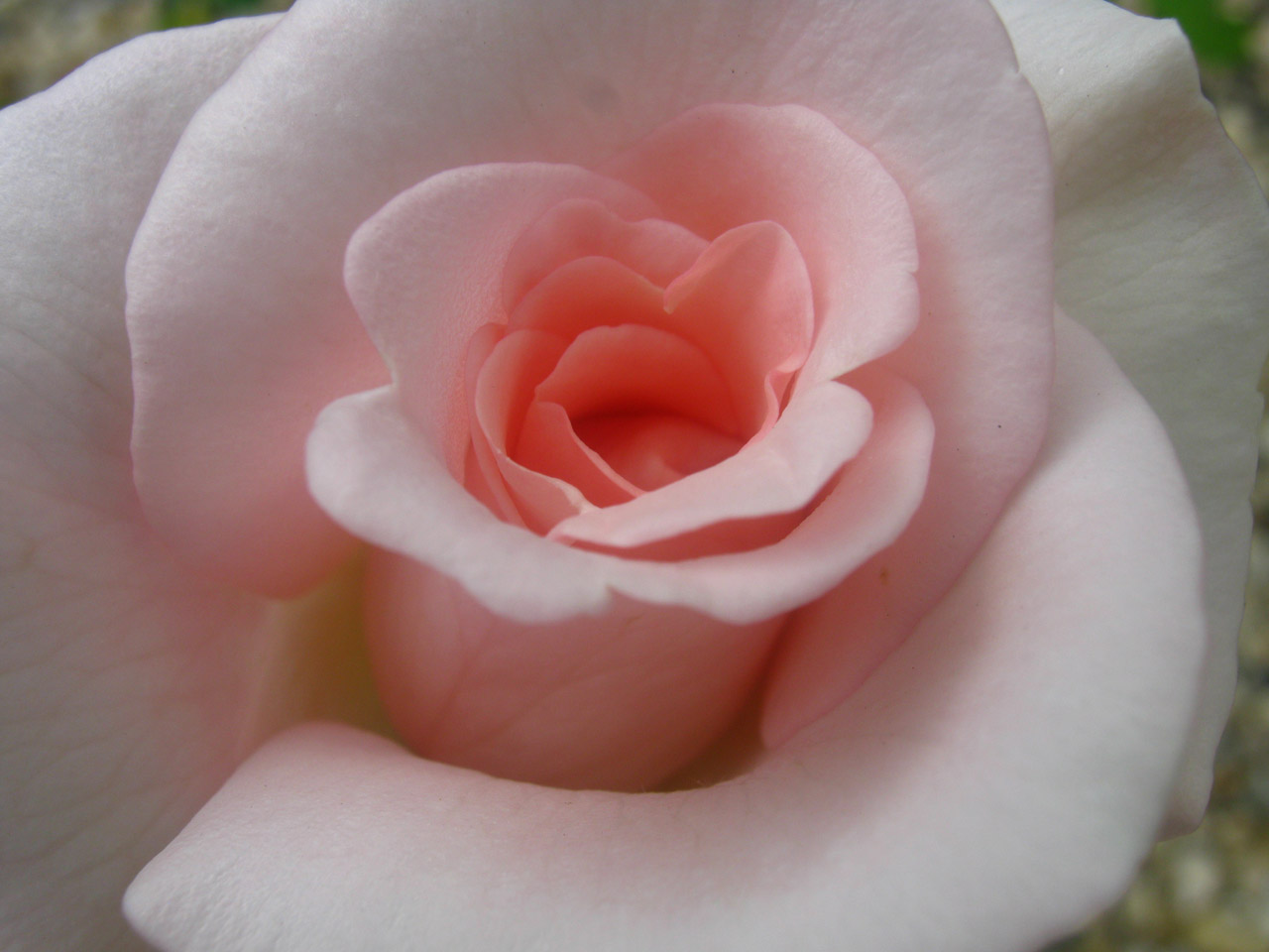 beautiful roses roses from my garden free photo