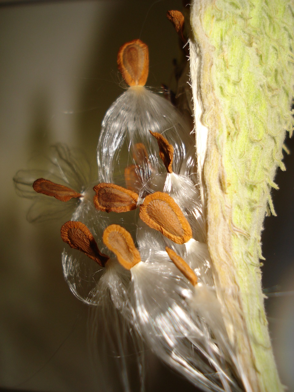 ascelepias cornuti grass parakeets plant free photo