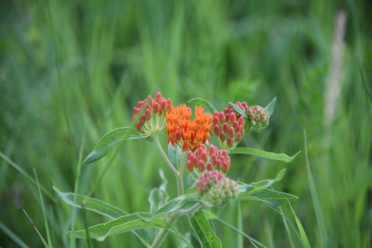 asclepias  butterfly  weed free photo