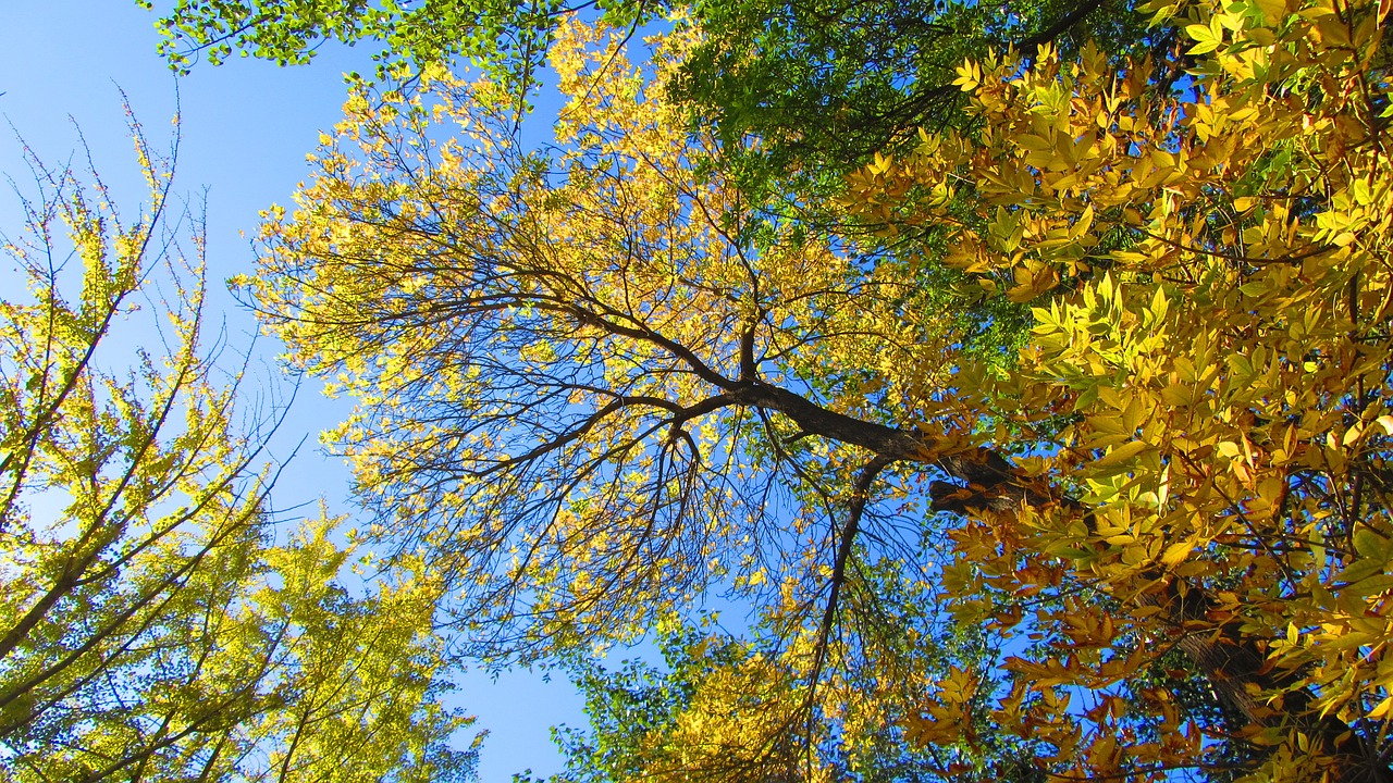 ash autumn golden yellow free photo