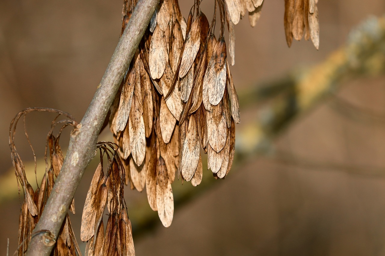 ash  flying seeds  winter free photo