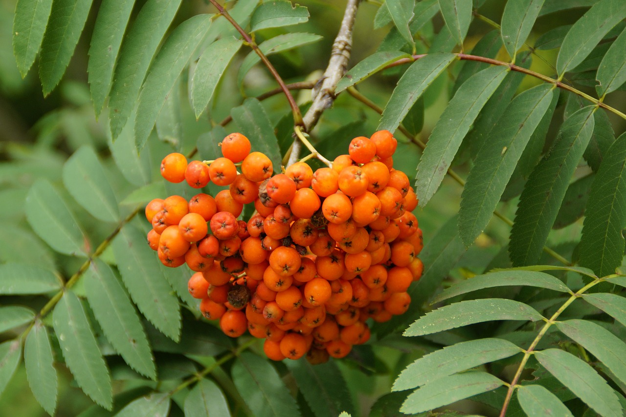 ash mountain ash rowan free photo