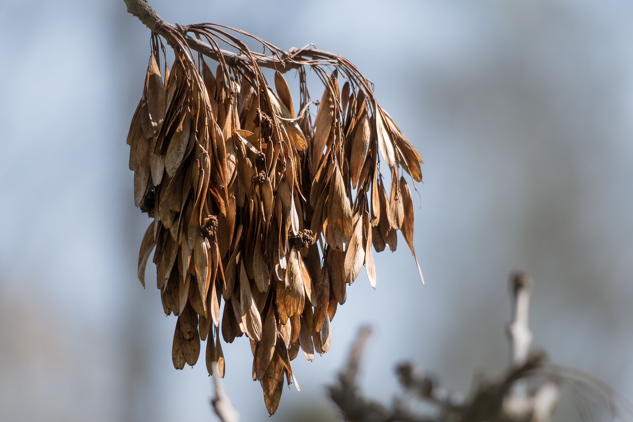 ash  fruits  seeds free photo