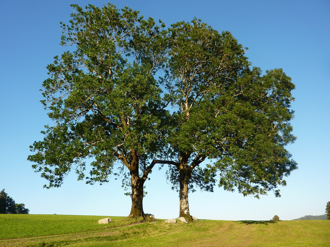 trees ash ash gate free photo