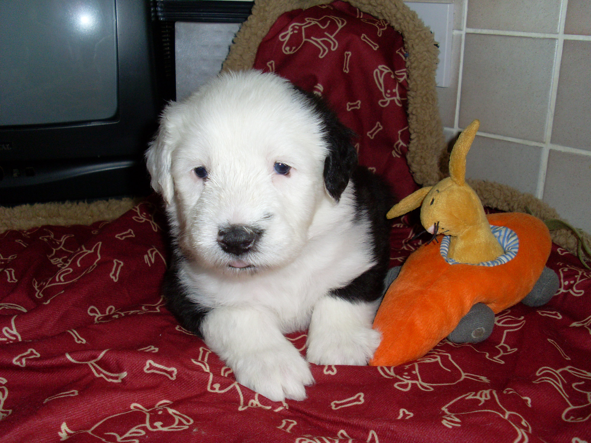 old english sheepdog free photo