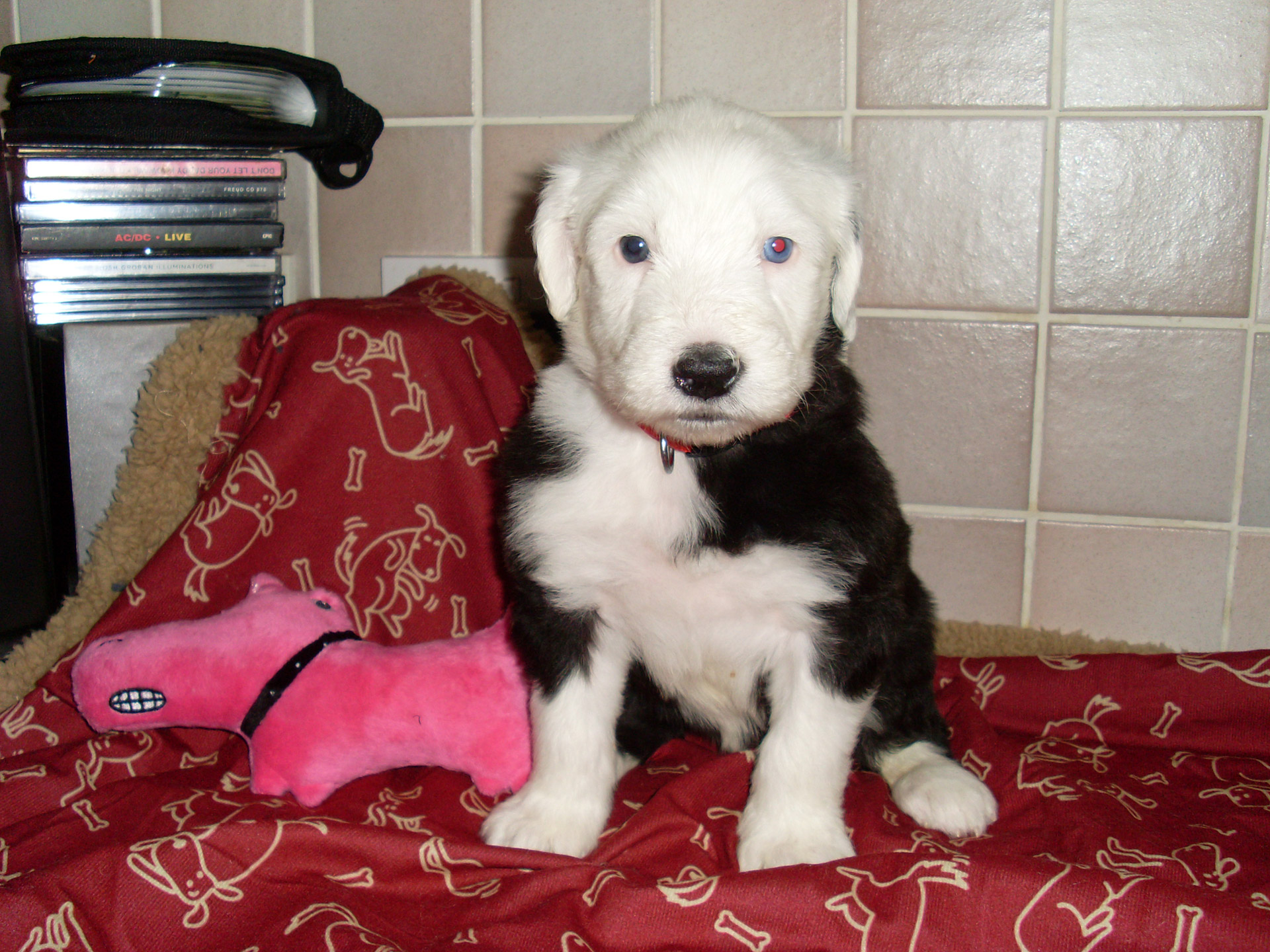 old english sheepdog free photo