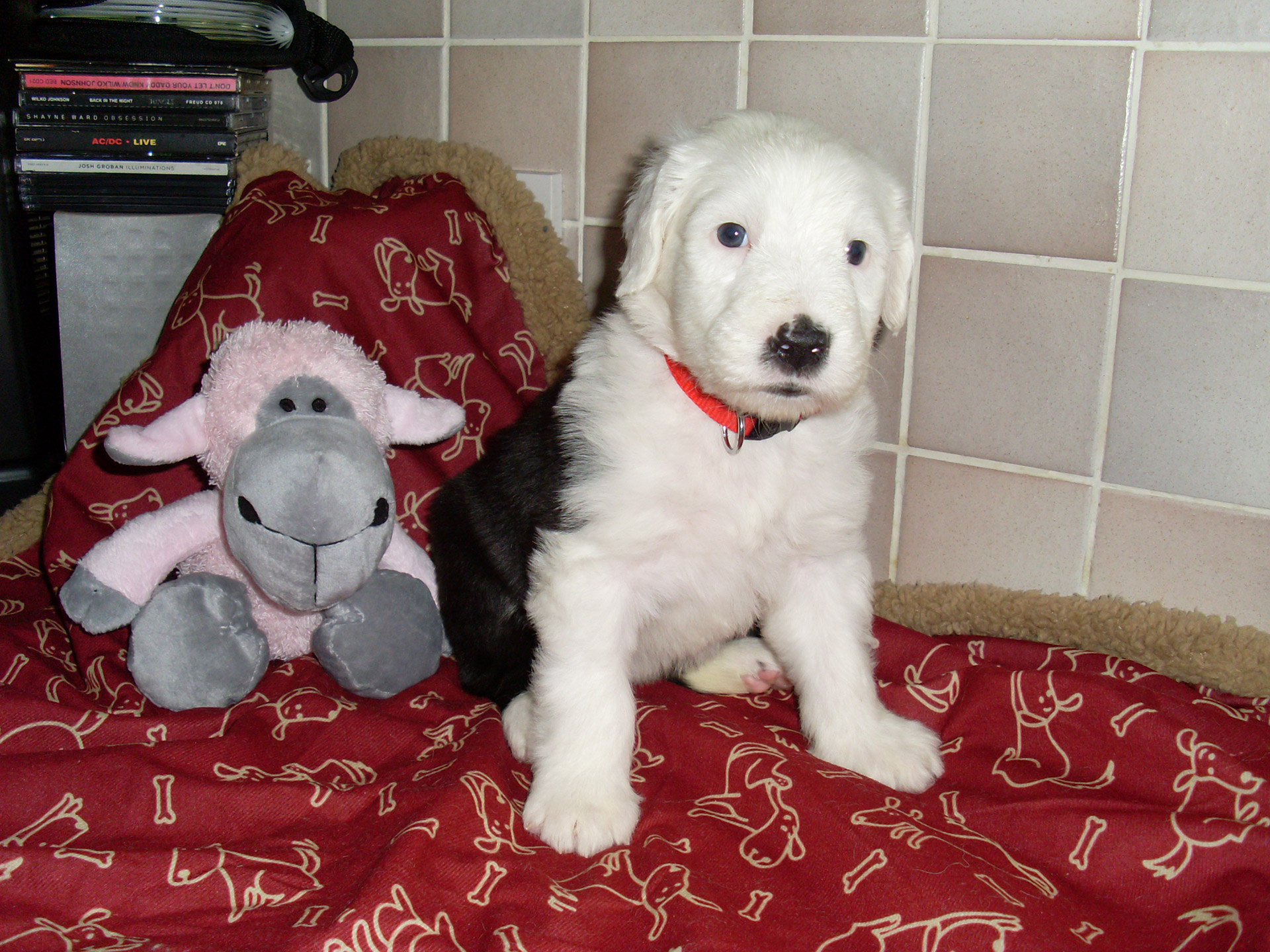 old english sheepdog free photo