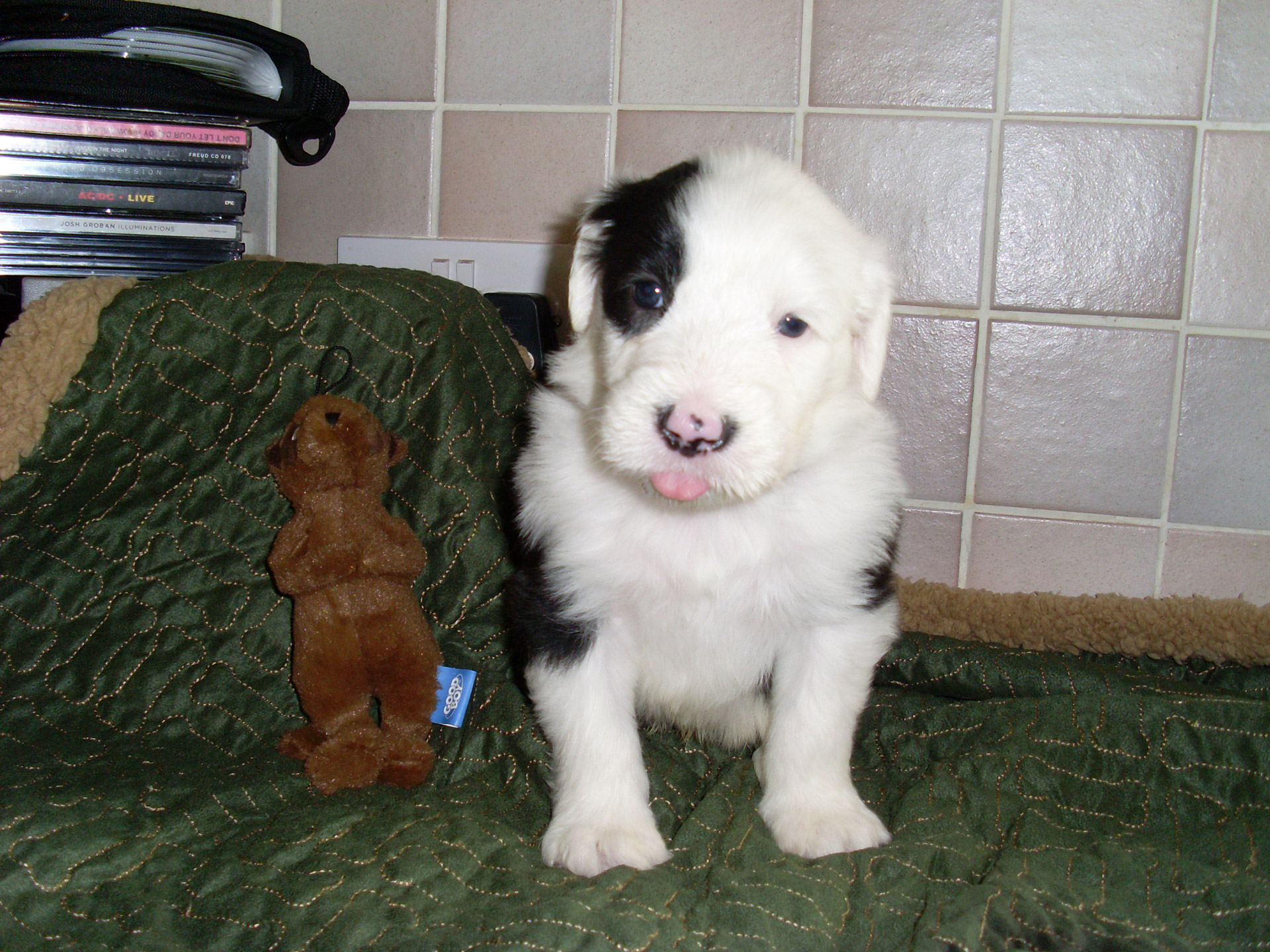 old english sheepdog free photo