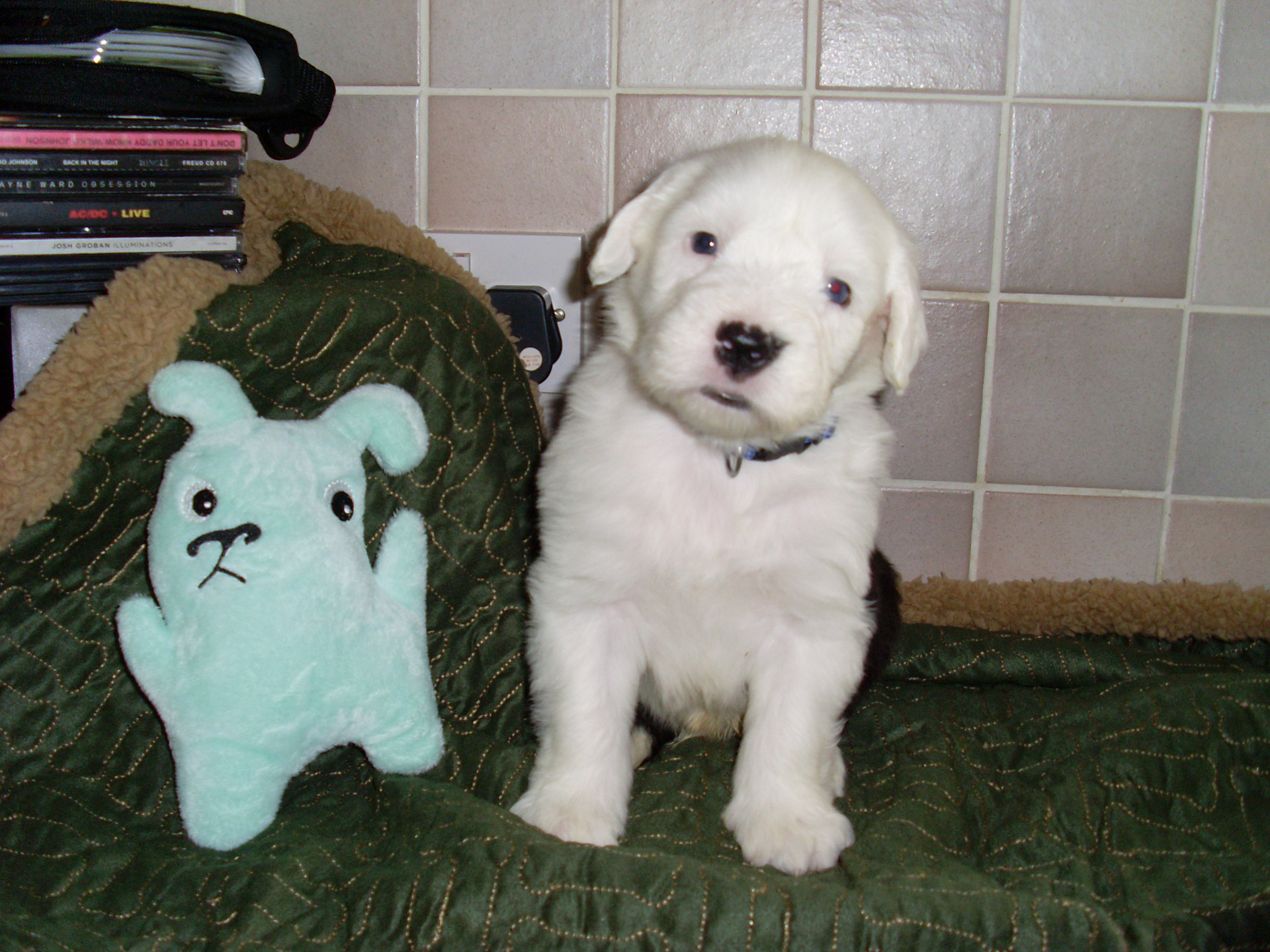 old english sheepdog free photo