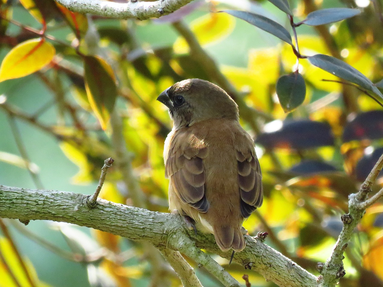 ashy crowned sparrow lark sparrow bird free photo