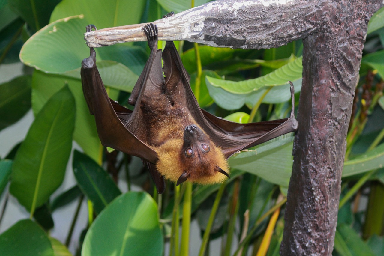 bat asia giant free photo