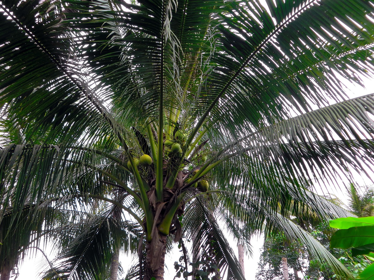 asia laos coconut free photo