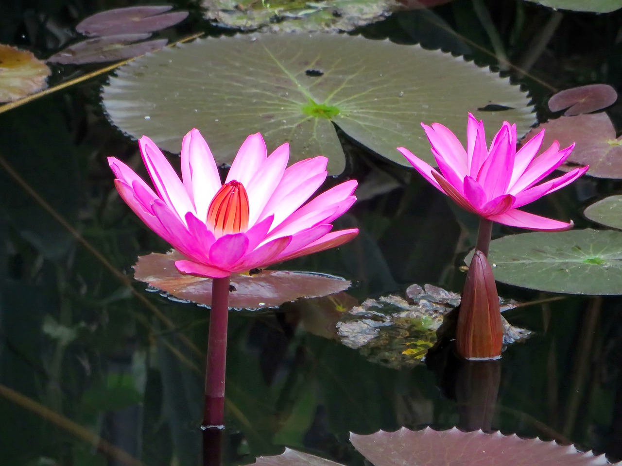 asia laos water lily free photo