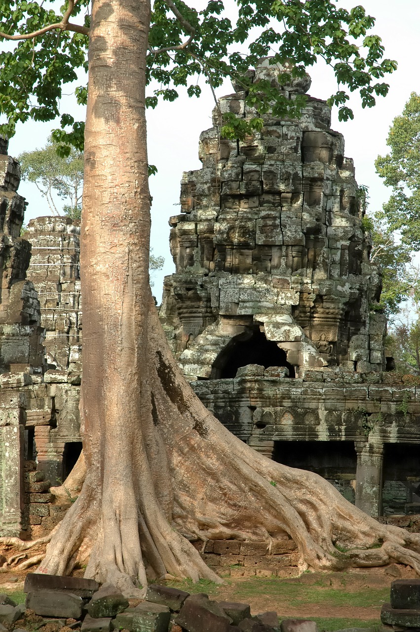 asia cambodia roots free photo