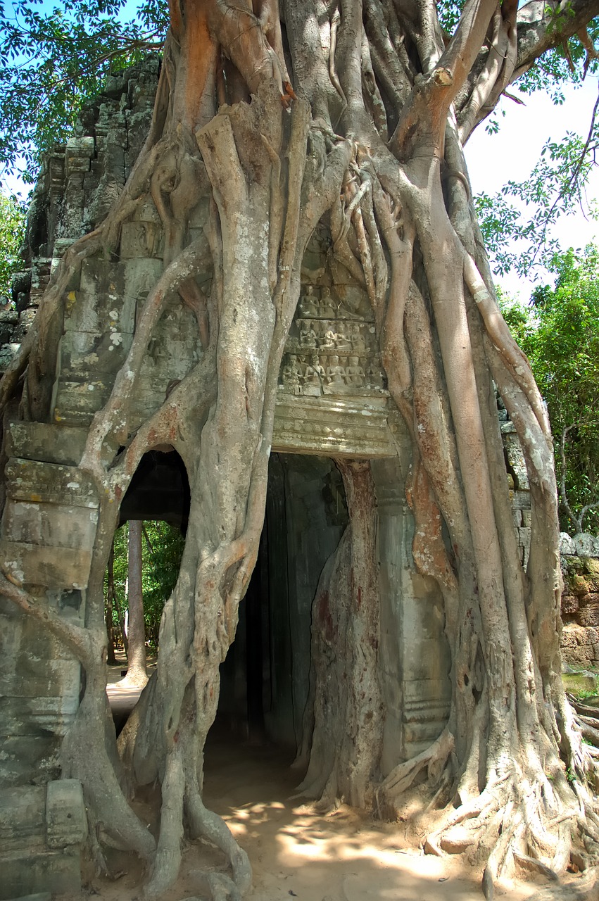 asia cambodia roots free photo