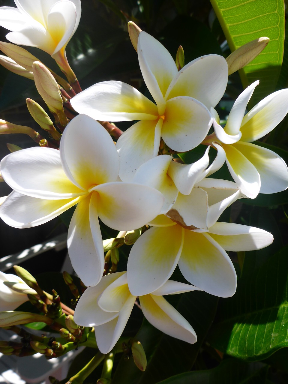 asia centuri-park frangipani flowers free photo