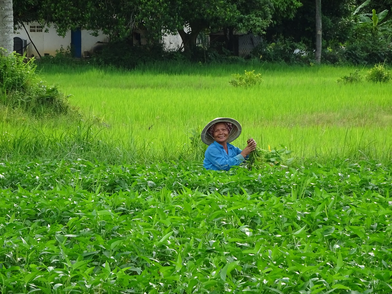 asia  cambodia  human free photo