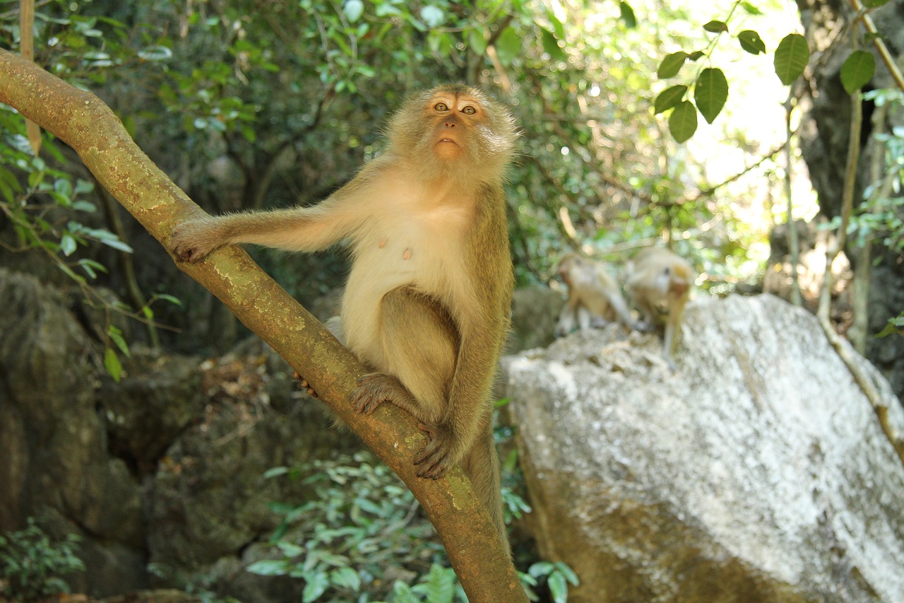 asia  monkey  nature free photo