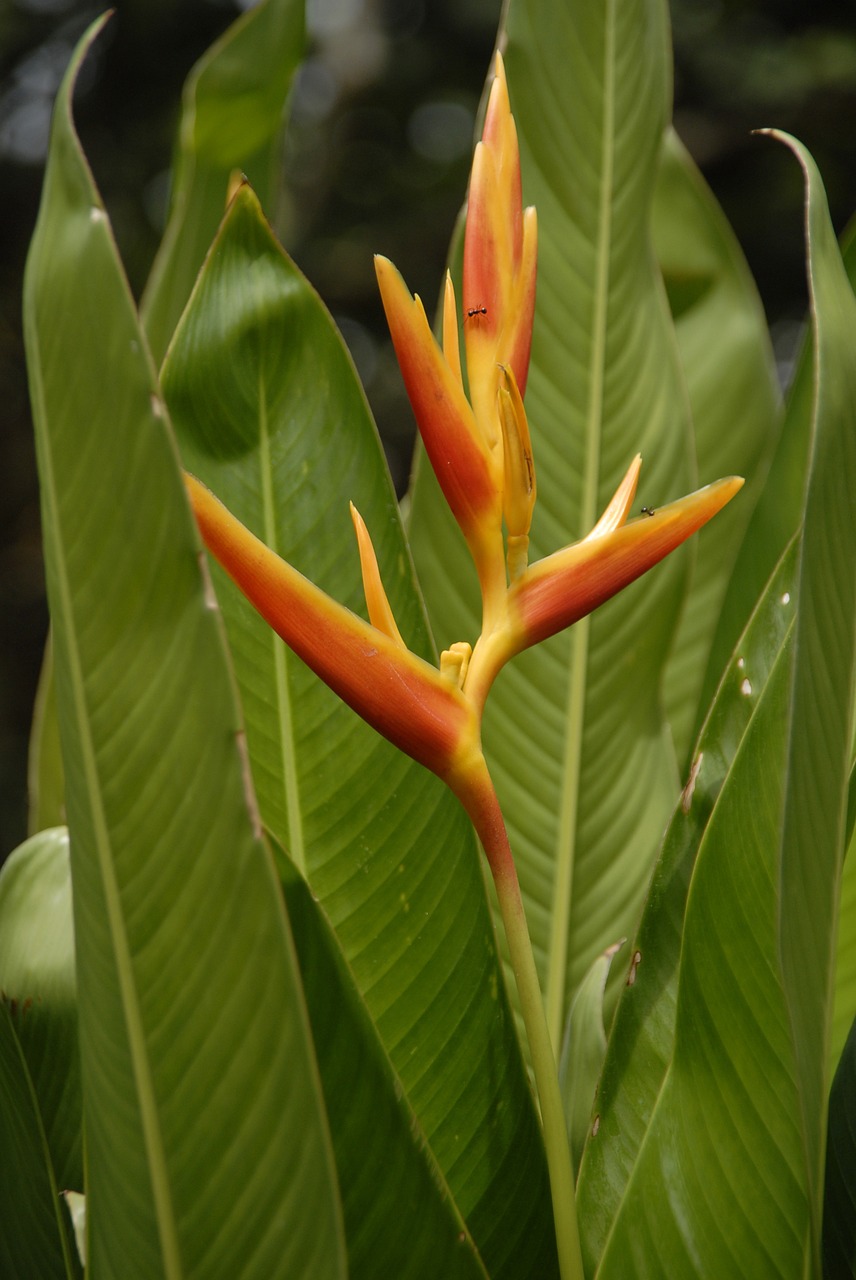 asia nature flower free photo