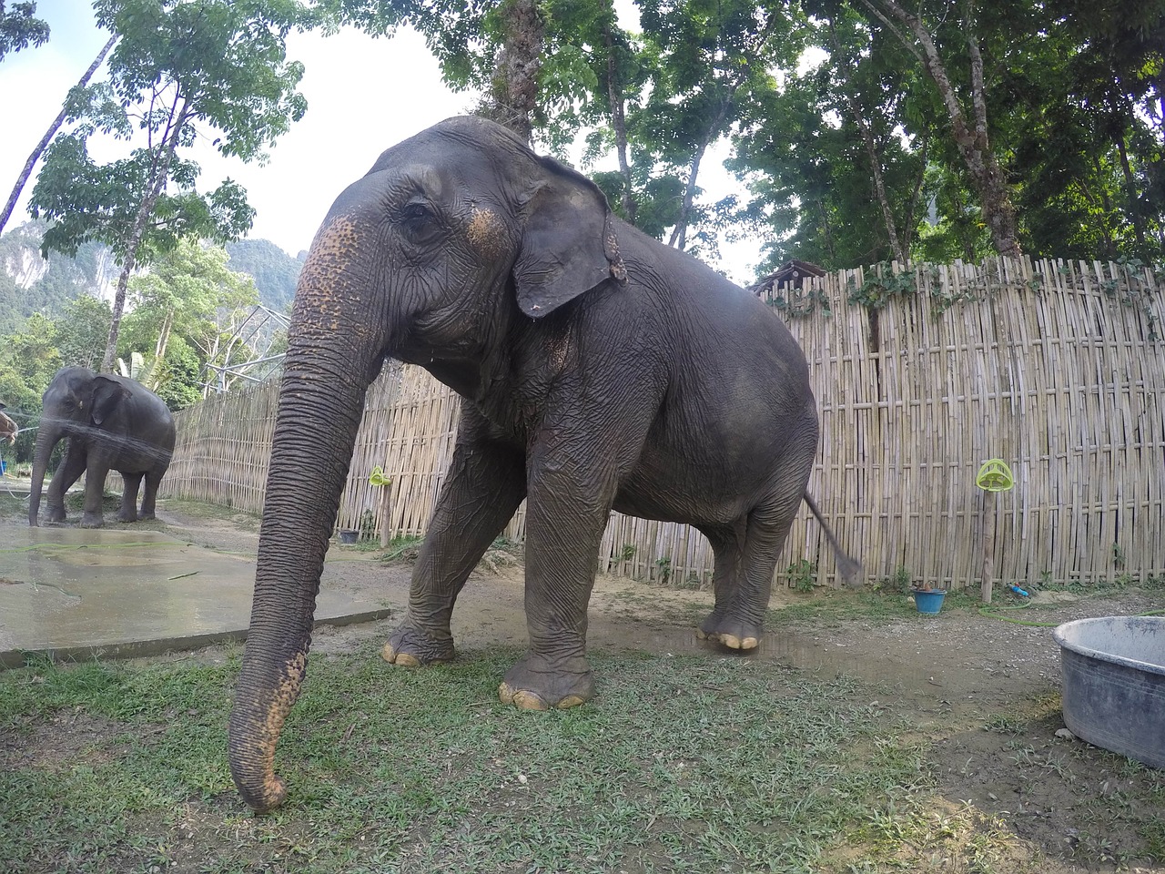 asia thailand elephant free photo