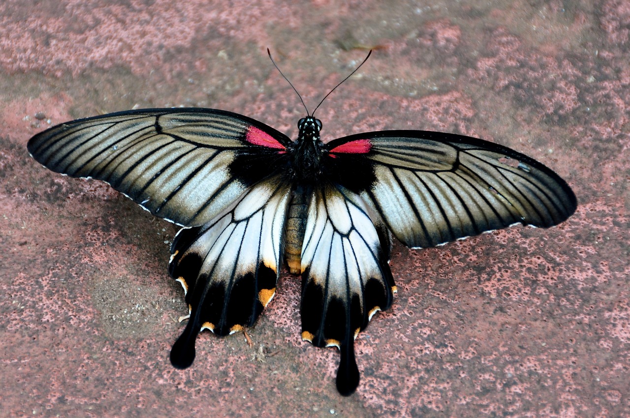 asian swallowtail butterfly free photo