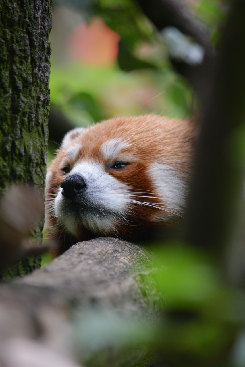 asian  bear  branch free photo