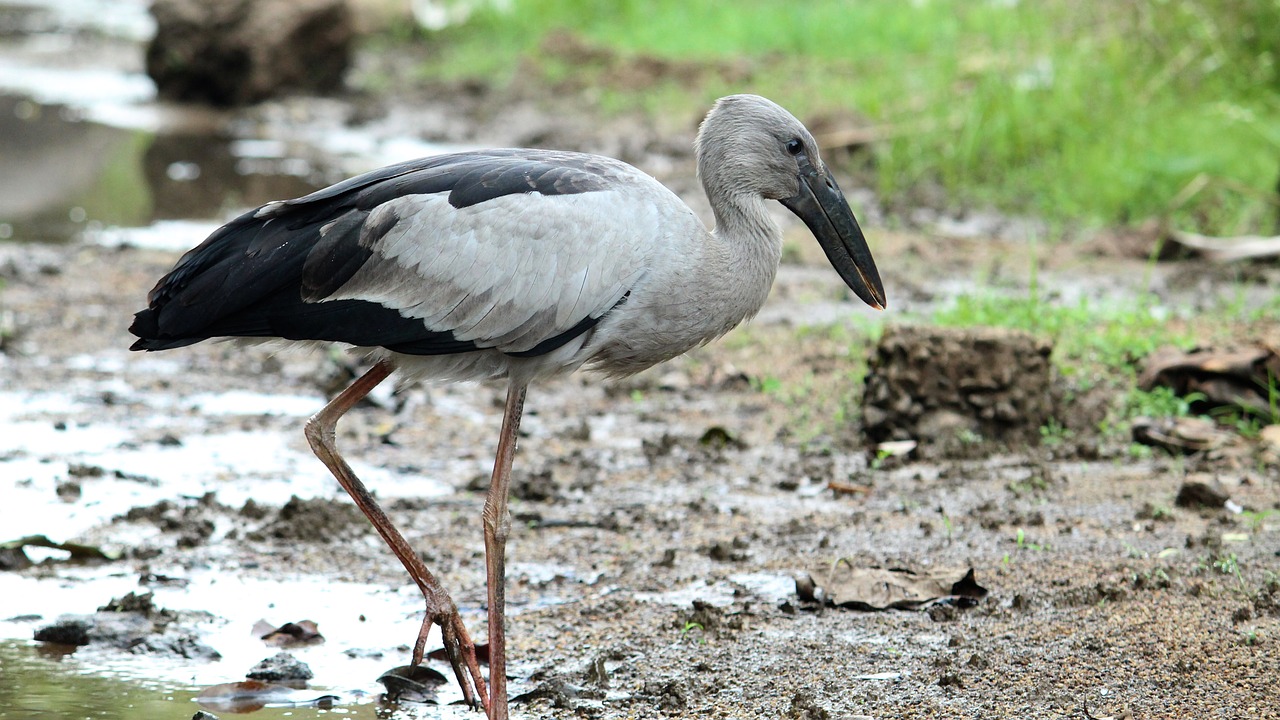 asian  openbill  stork free photo