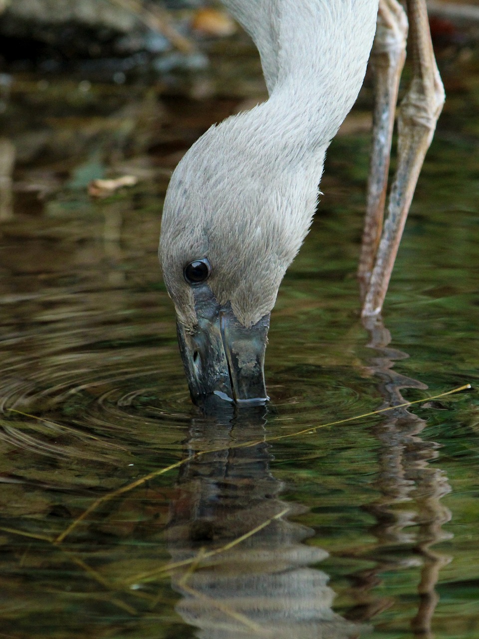 asian  openbill  stork free photo