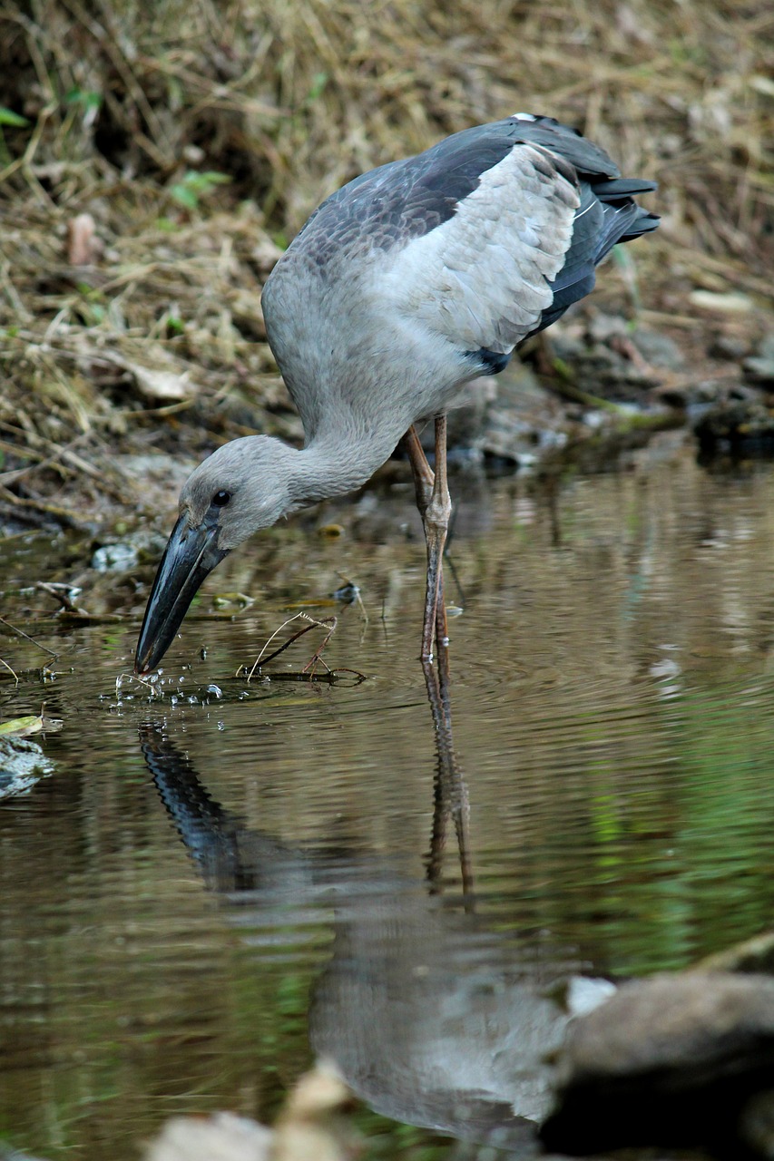 asian  openbill  stork free photo