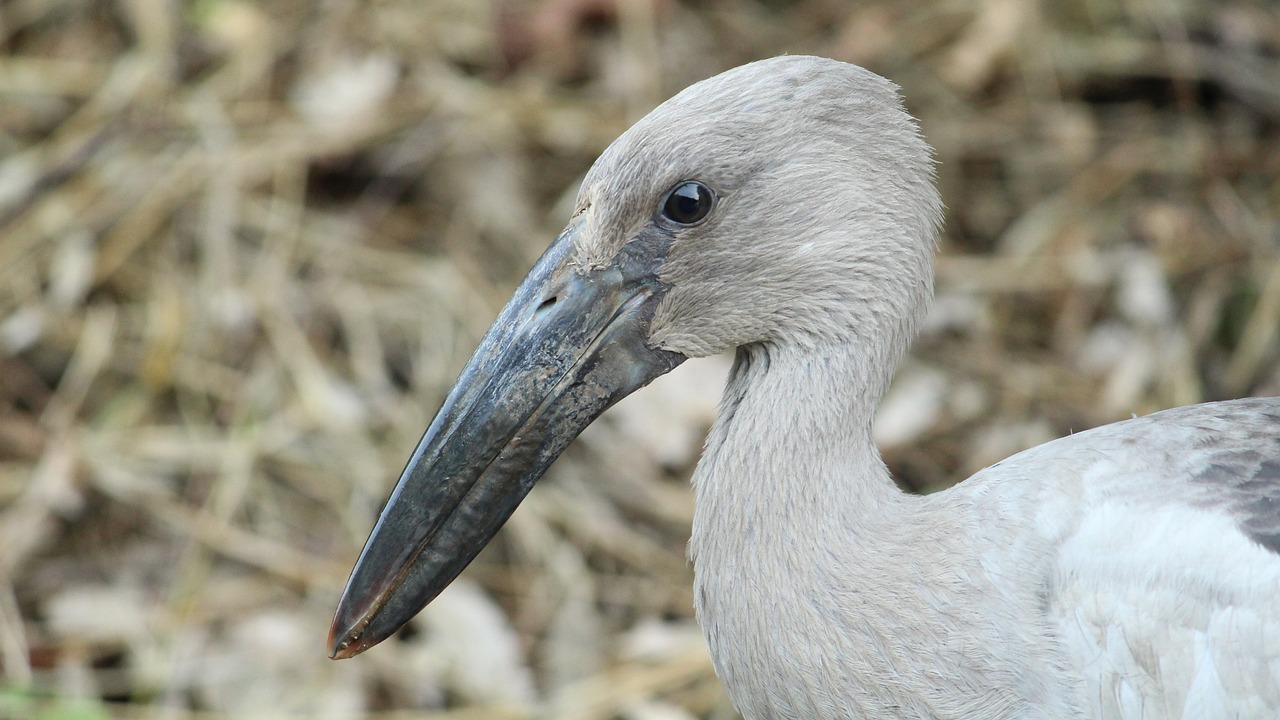 asian  openbill  kerala free photo