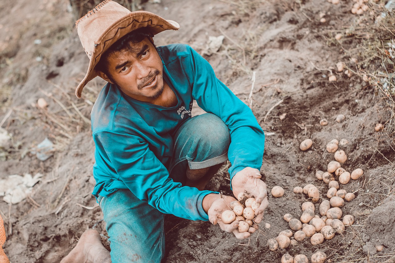 asian  farm  potato free photo