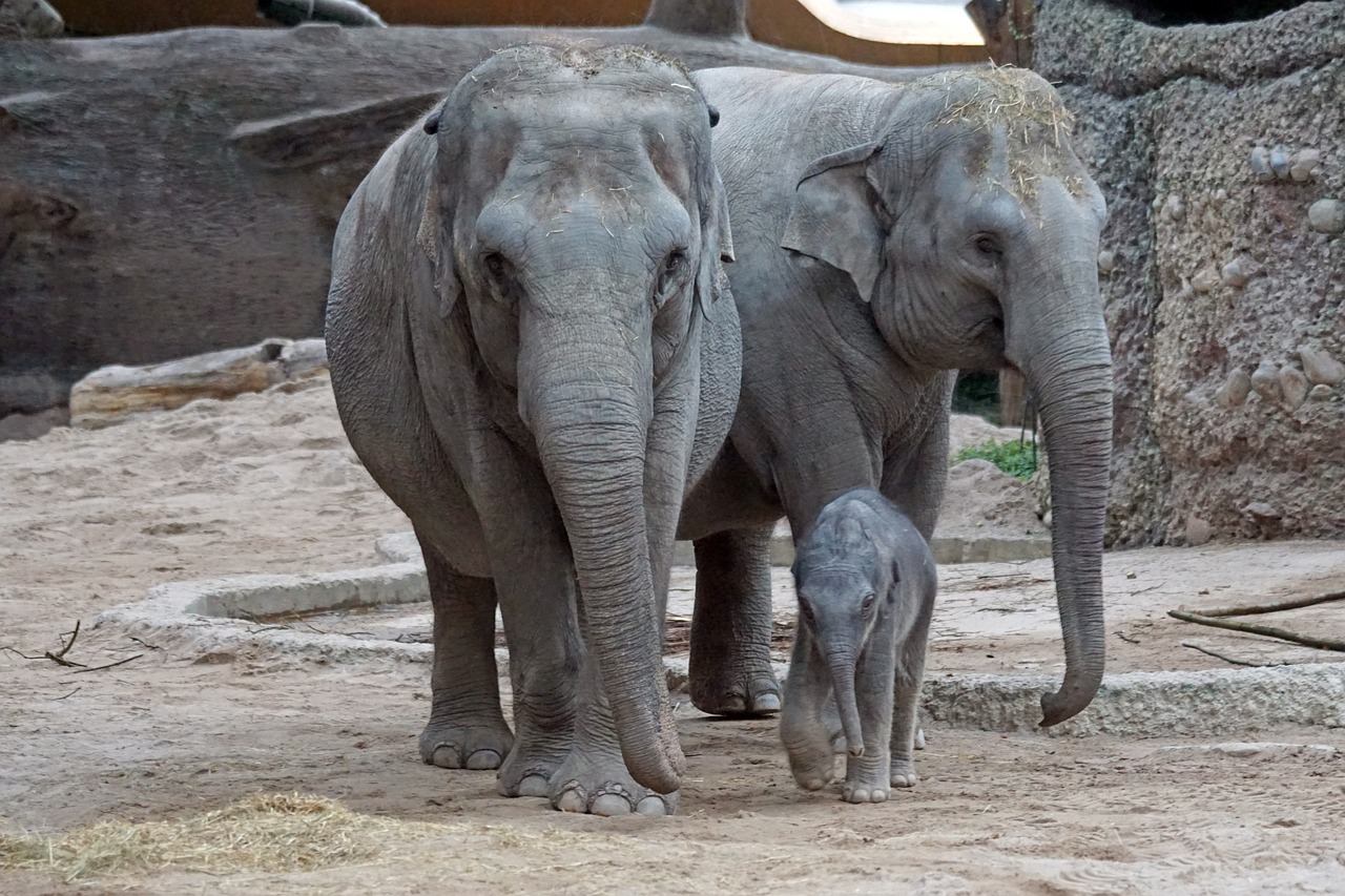 asian elephant young animal mammal free photo