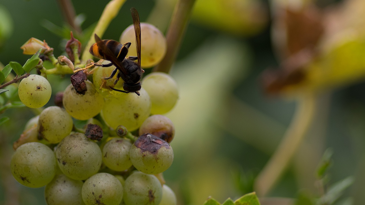 asian hornet  grape  vine free photo