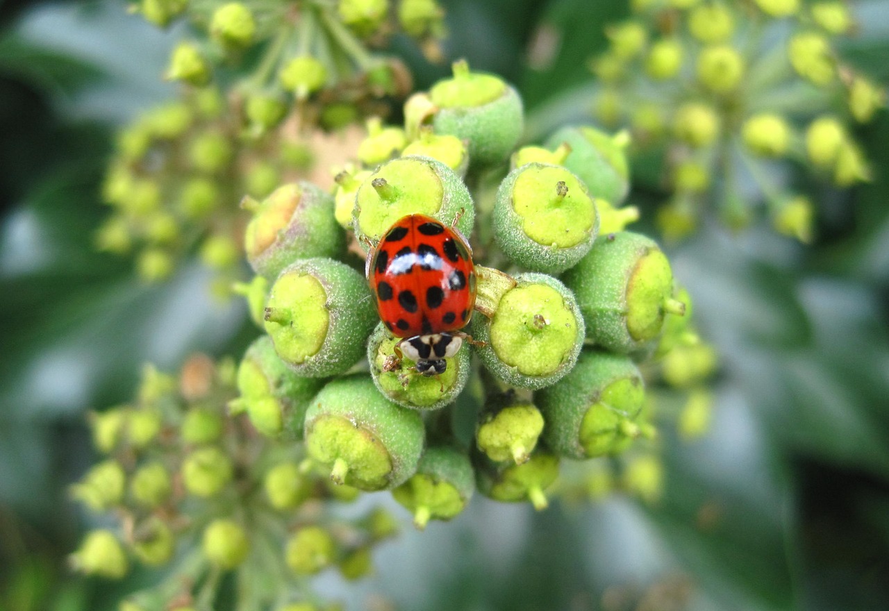 asian ladybug efeublüte large dots free photo
