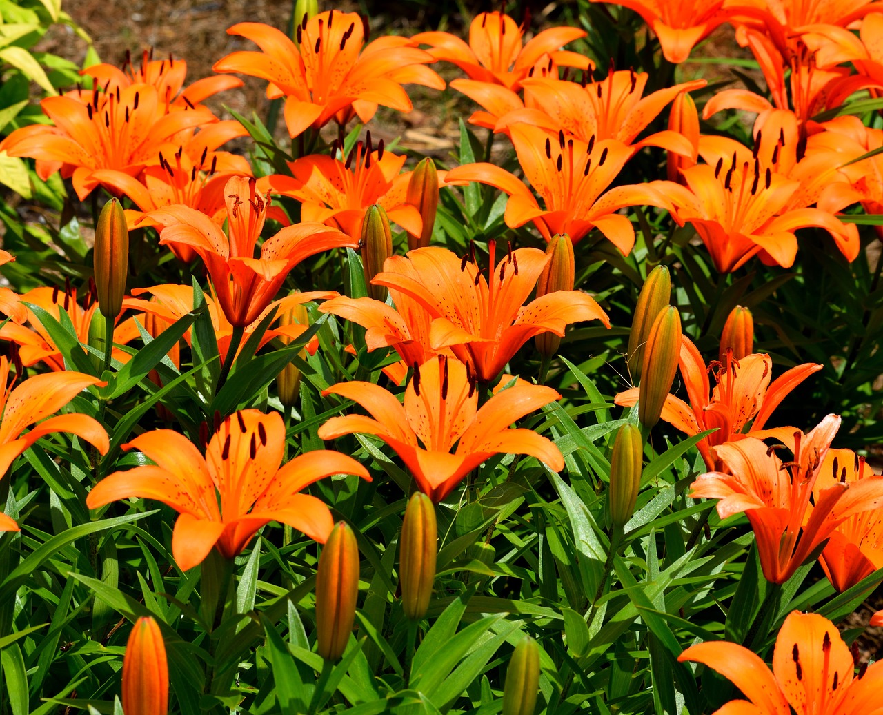 asian lilies  vibrant  orange free photo